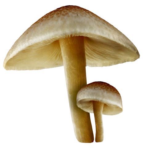 Mushroom clipart agaricus, Picture #1705724 mushroom clipart agaricus