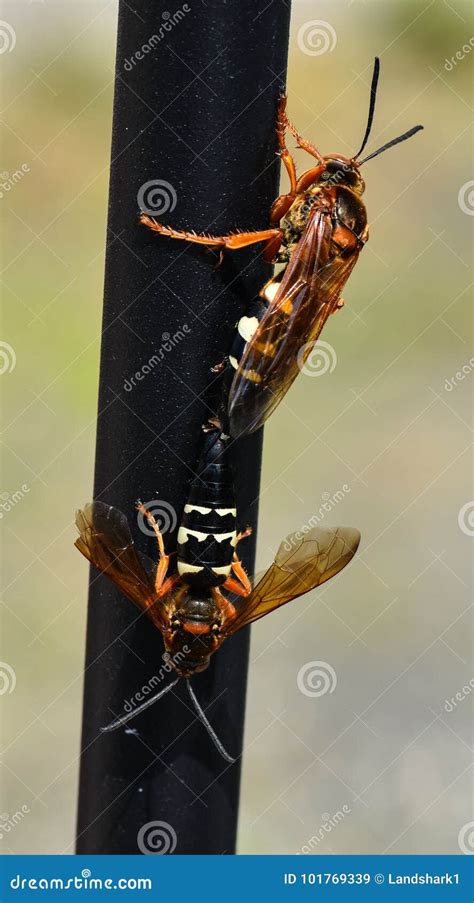 Two Cicada Killer Wasps Sphecius Speciosus Or Cicada Hawk Mating