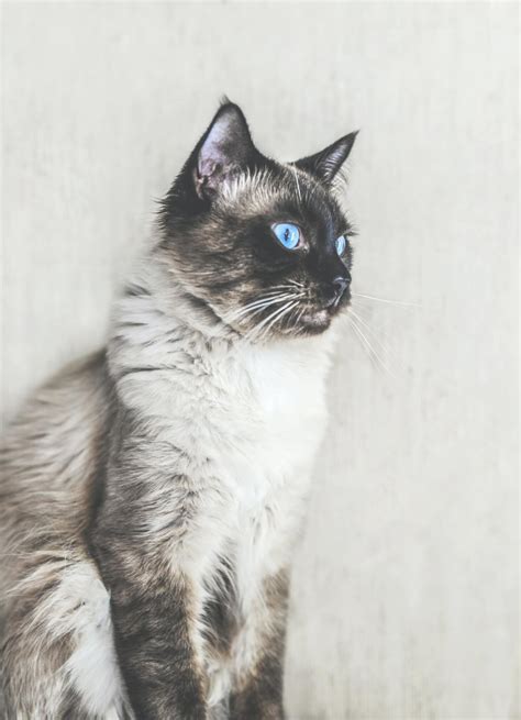 Balinese Cat Hypoallergenic
