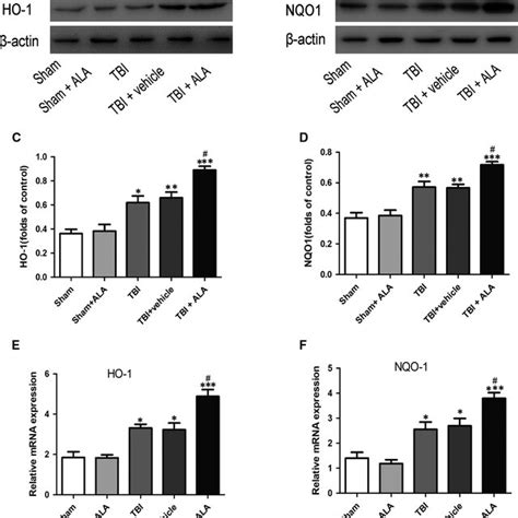 Alpha Lipoic Acid Upregulate The Expression Of Nrf2 Downstreams On