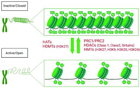 Histone Modifications In OA Histone Methylation Demethylation And