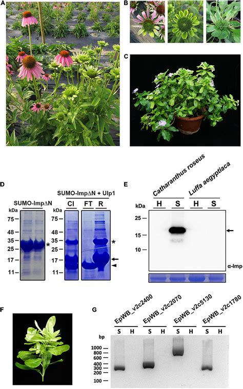 Frontiers Accelerating Complete Phytoplasma Genome Assembly By Immunoprecipitation Based