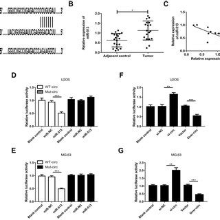 Circular RNA CircCRIM1 Is The CeRNA Of MiR 513 A Schematic