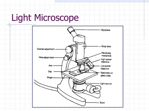 Simple Compound Microscope Diagram