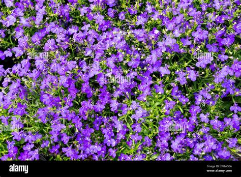 Annual Lobelia, Lobelia pendula, Lobelia erinus, Blue, Flowers, Lobelia ...