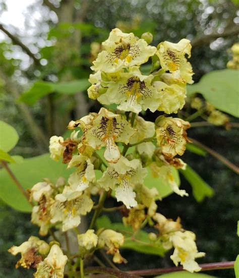 Catalpa Ovata Trees And Shrubs Online