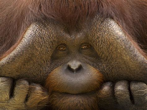 Orangutan | Bornean orangutan, Orangutan, Funny monkey pictures