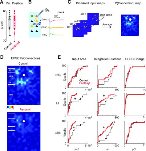 Reduced Interlaminar Excitatory Connections To L Neurons After