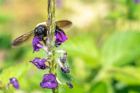 Abelha Flores Lavanda Foto Gratuita No Pixabay Pixabay