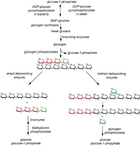 Glycogen Breakdown Pathway