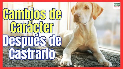 CAMBIOS EN UN PERRO DESPUÉS DE CASTRARLO CUANDO SE NOTAN LOS EFECTOS DE