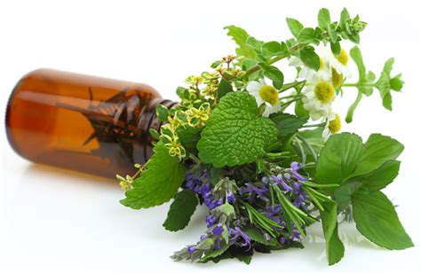 Parts Of Plants That Produce Essential Oil Aromaweb