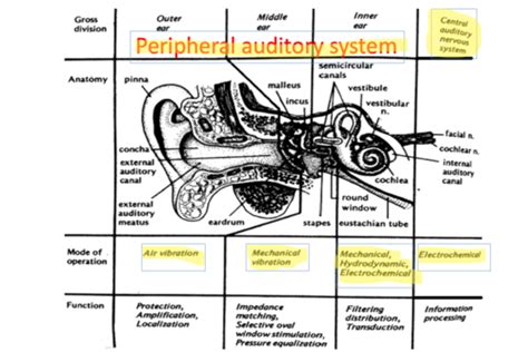 Aural Rehab Exam 1 From Slides Flashcards Quizlet