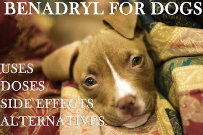 Benadryl for dogs: benefits and alternatives - The Happy Puppers