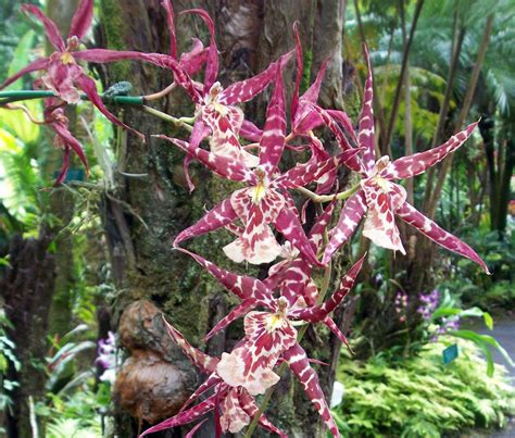 Spider Orchid in Hawaii - Hawaii Pictures