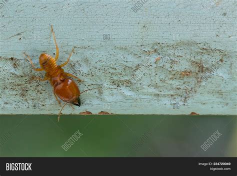 Termites Damage Home, Image & Photo (Free Trial) | Bigstock