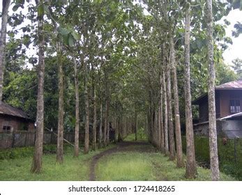 1,435 Teak Plantation Images, Stock Photos & Vectors | Shutterstock