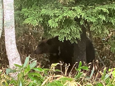 まさかの熊との遭遇！3 Marikoのブログ~つれづれなるままに・・優しい時間の過ごし方