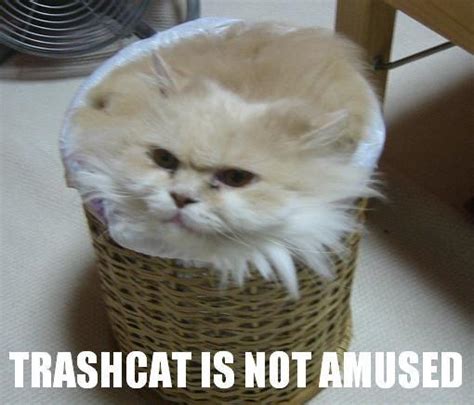 Not Amused Cat Meme