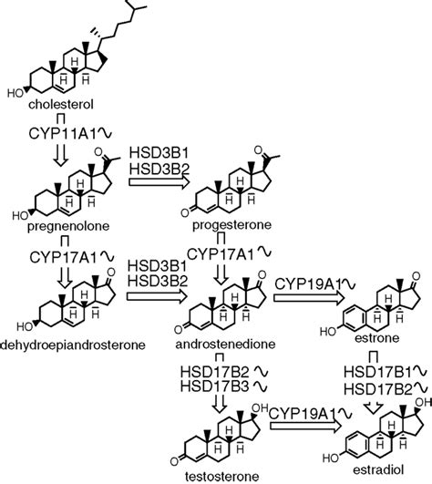 The Biosynthesis Of Sex Steroids The Sinusoid Curve Next To An Enzyme