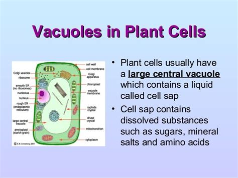 Vacuole Function in Plant Cell - IsabelsrWagner