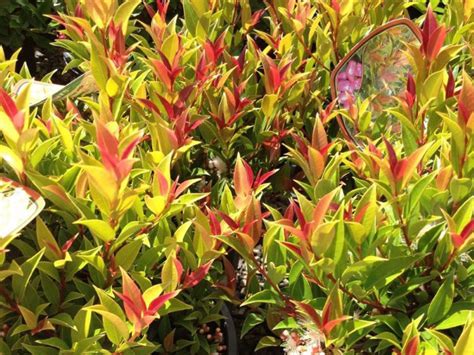 Syzygium Australe Winter Lights Wholesale Nursery Nurseries In