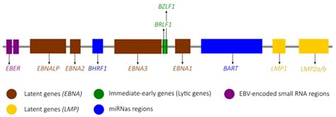 Microorganisms Free Full Text Markers Of Epstein Barr Virus