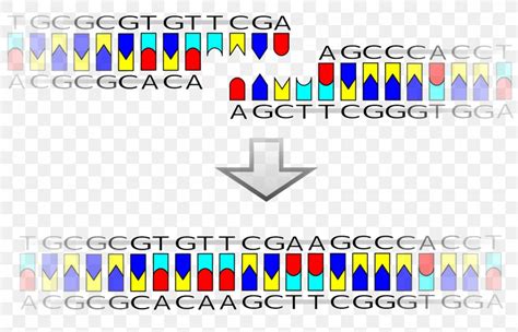 DNA Ligase Restriction Enzyme Sticky And Blunt Ends, PNG, 1599x1028px ...