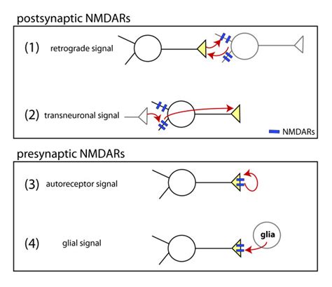 Models Of Presynaptic Terminal Development By Activation Of Nmdars