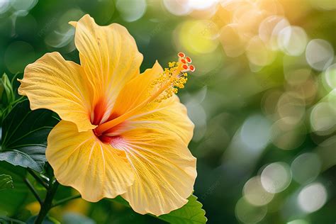 High Resolution Photo Of A Vibrant Yellow Hibiscus Flower Background