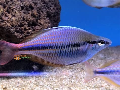 Aru Rainbowfish Melanotaenia Picta