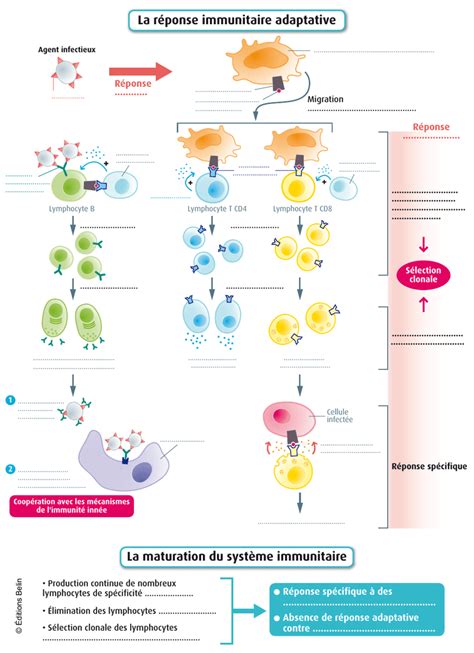 La R Ponse Immunitaire Adaptative La Maturation Du Syst Me