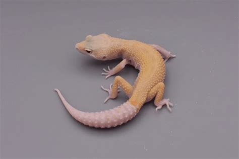 25 Best Leopard Gecko Morphs (With Pictures)