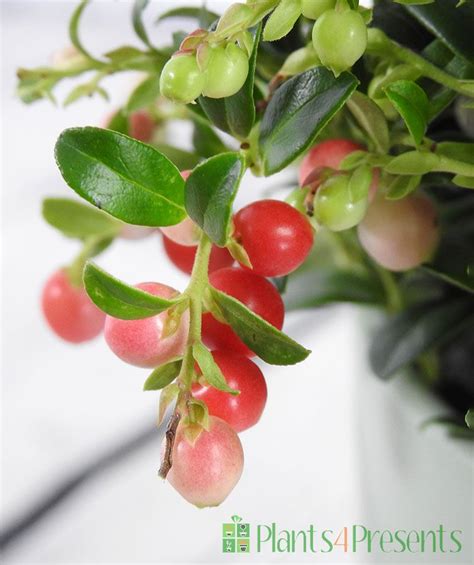 Lingonberry Plant | Christmas Plants | Plants4Presents