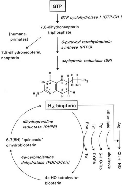 Enzymatic Steps Involved In De Novo Biosynthesis And Recycling Of H 4