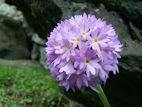 Asisbiz India Kashmir Srinagar Wild Flowers 12