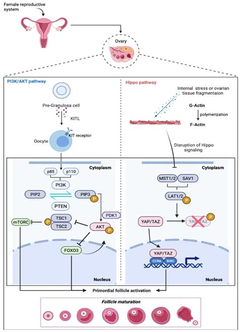 Ijms Free Full Text Dna Damage Stress Response And Follicle