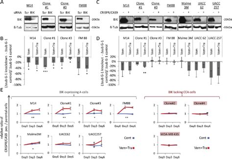 Bik Knockdownknockout Reduces The Apoptotic Response Towards Mapk