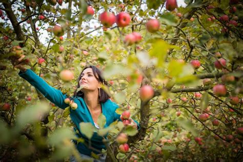 R Colte Des Fruits Du Verger Quand Faut Il Les Cueillir