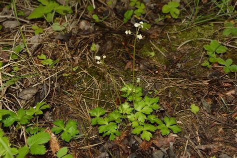 Sanicle Sanicula Europaea Wood Sanicle Growing In North Yorkshire