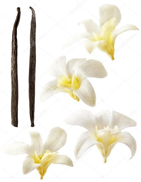 Vanilla Flowers On White Background Aromatic Fresh Vanila Flower