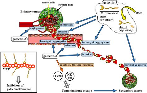 Pdf Galectin In Angiogenesis And Metastasis Semantic Scholar