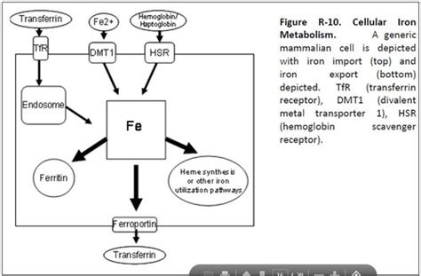 Metabolismo Do Ferro Flashcards Quizlet