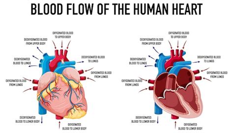 Diagrama Que Muestra El Flujo Sanguíneo Del Corazón Humano Vector Gratis