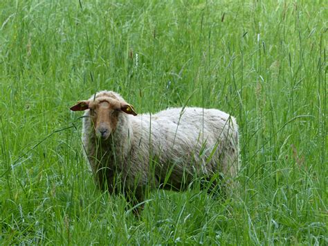 Free Images Landscape Nature Field Meadow Prairie Animal