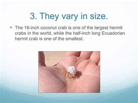 8 Fun Facts About Hermit Crabs PPT