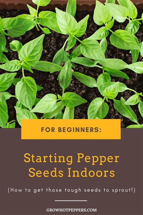 Starting Pepper Seeds Indoors For Beginners Pepper Seeds Growing Hot