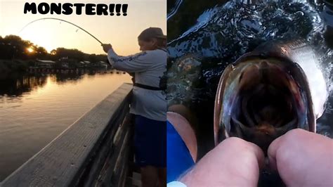 Absolute Spillway Beast Pb Tarpon Youtube