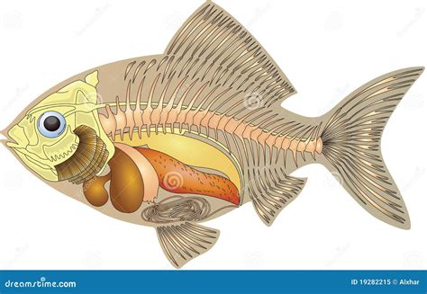 Anatomy of a fish stock illustration. Illustration of detailed - 19282215