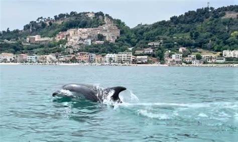 Chi Siamo Promotori Del Parco Marino Del Piceno Odv